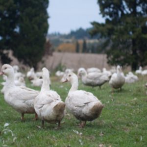 LA BASSE-COUR DE CARCASSONNE
