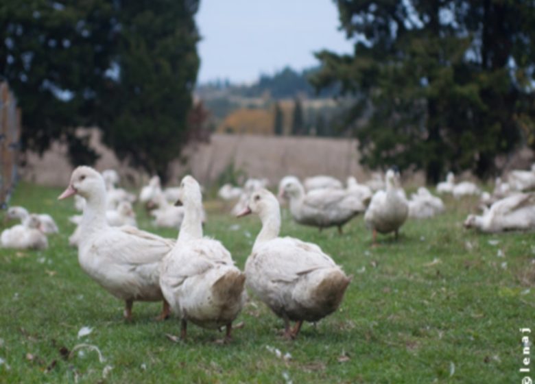 LA BASSE-COUR DE CARCASSONNE