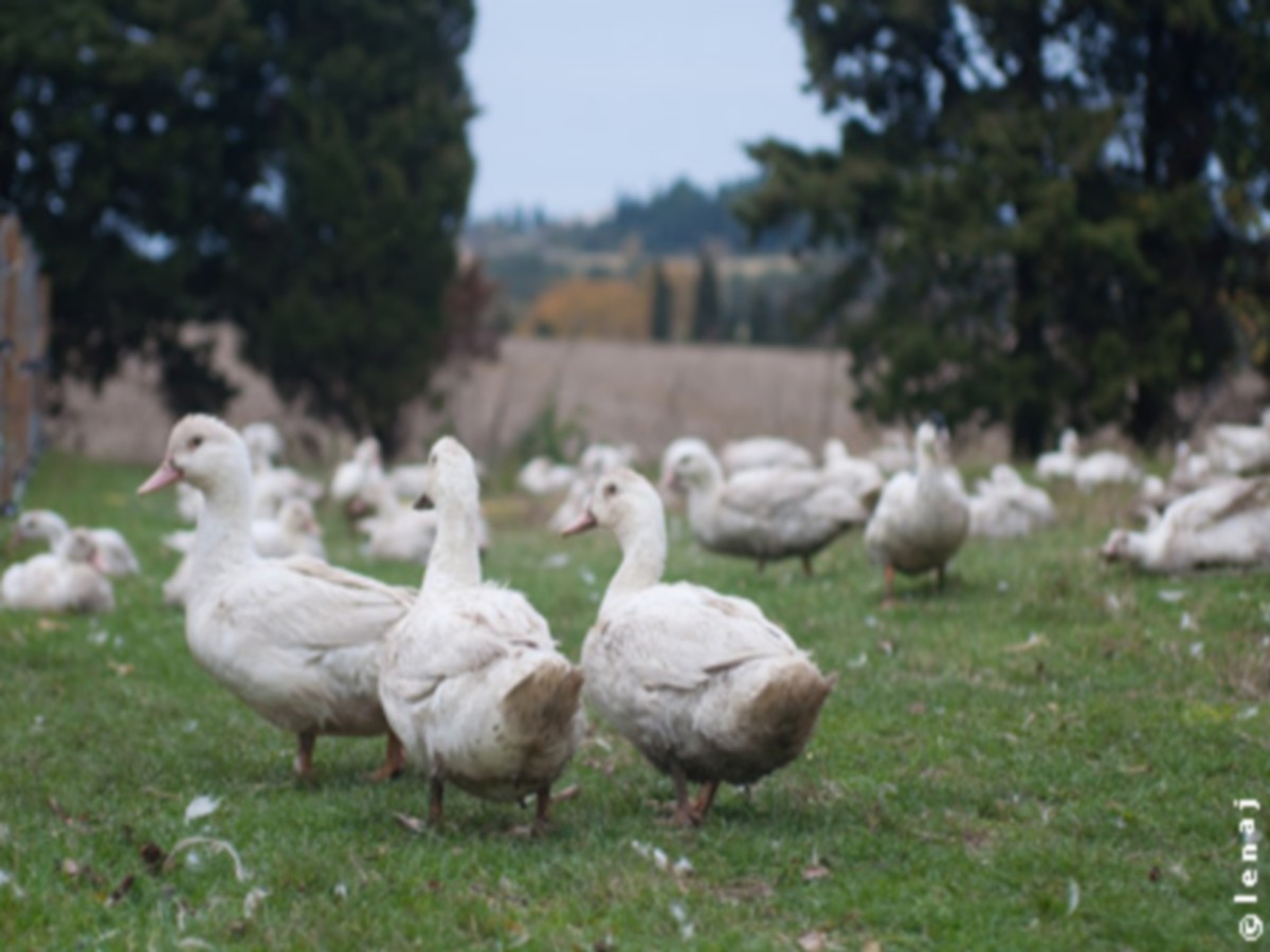 LA BASSE-COUR DE CARCASSONNE