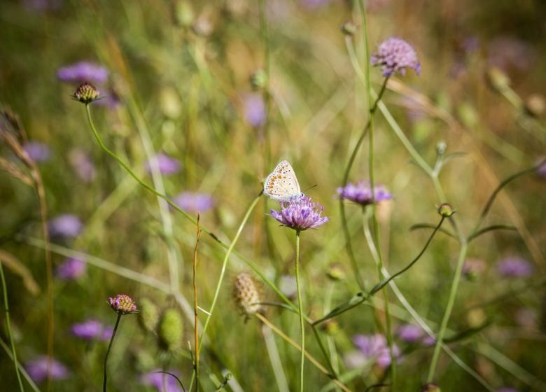 DAS VERGESSENE EISEN DES LACAMP PLATEAU