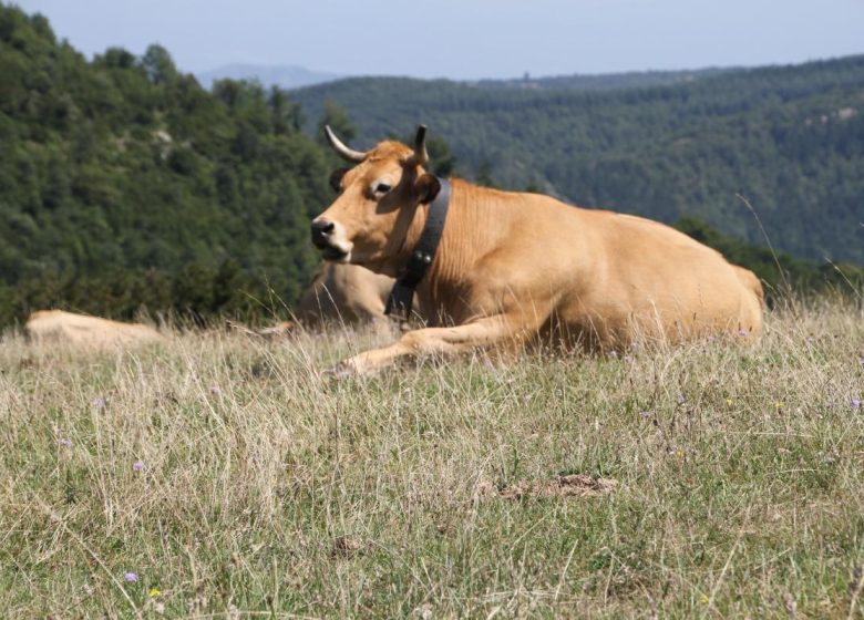 GITE PETIT MILOBRE