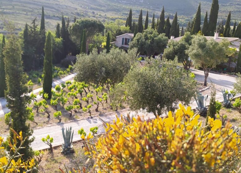 GITE AU MILIEU DES VIGNES