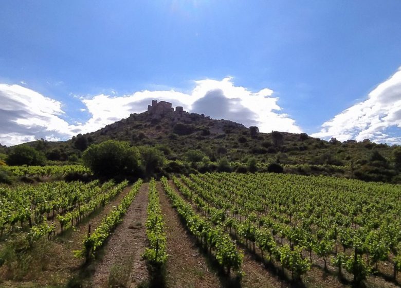 COTTAGE IN THE MIDDLE OF VINEYARDS