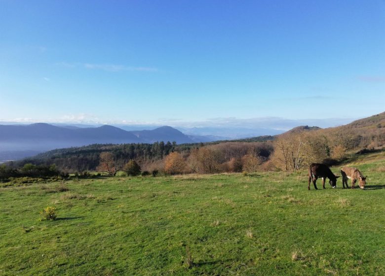 DOMAINE DES GOUDIS CASA RURAL SELVA