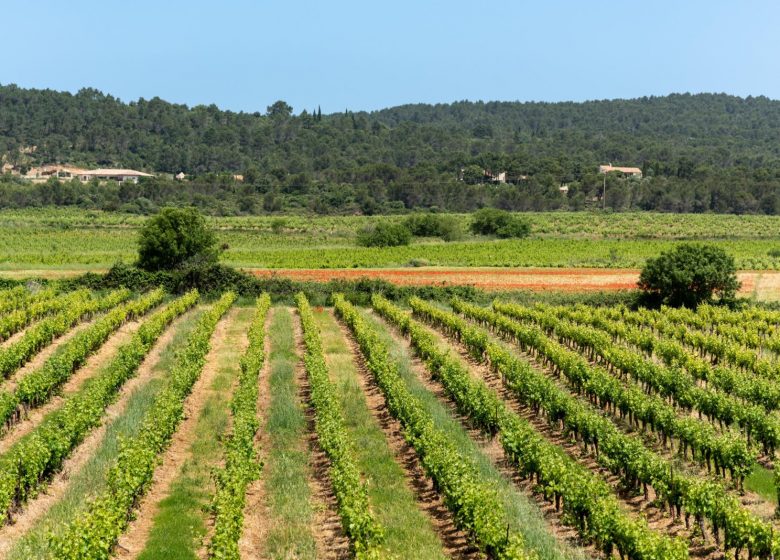 DOMAINE DE PARAZOLS G629