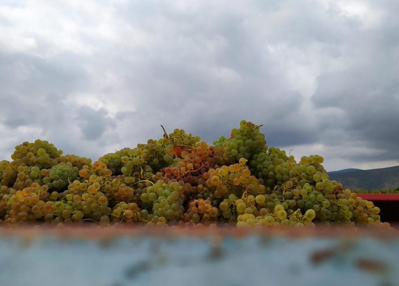 GITE AU MILIEU DES VIGNES