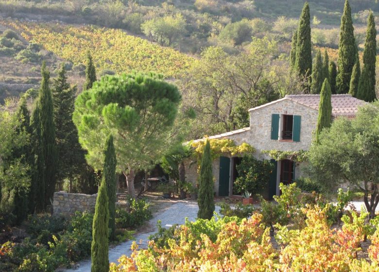 CASA RURAL EN MEDIO DE VIÑEDOS