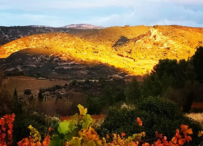 GITE AU MILIEU DES VIGNES