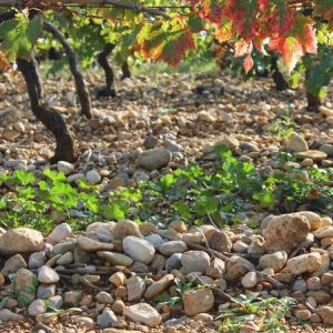 DOMAINE LA BOUYSSE