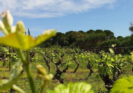 AIRE DE STATIONNEMENT – DOMAINE DU PECH SAINT PIERRE