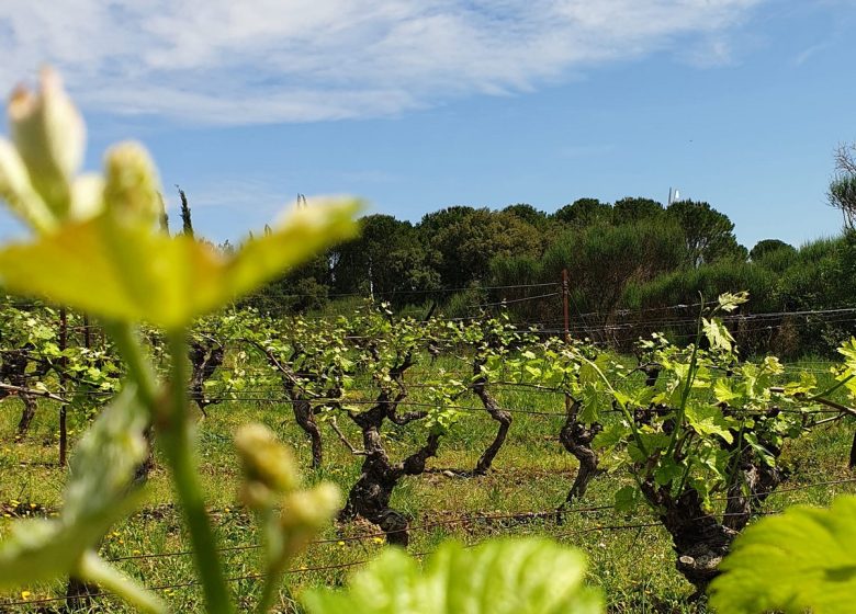 PARKING AREA – DOMAINE DU PECH SAINT PIERRE