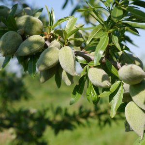 TERRE D&rsquo;AMANDES