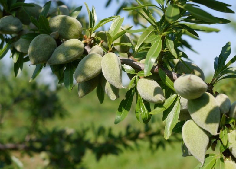 TIERRA DE ALMENDRAS