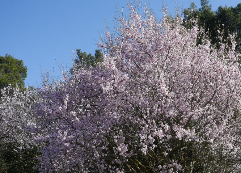 TIERRA DE ALMENDRAS