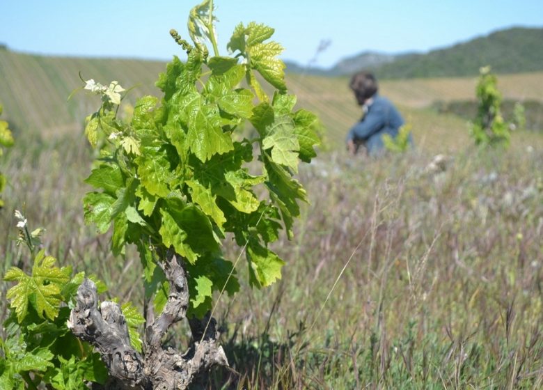 DOMAINE LES ABRIGANS